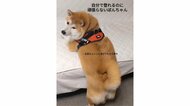 「お尻あげてもらう待ち」飼い主の実家だと甘える柴犬の後ろ姿がかわいい…自分で登れるのになぜ？理由を聞いた