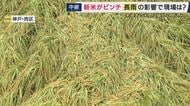 【現場報告】「少し前に雨が降ってもらいたかった」連日の雨で“新米”が収穫の危機で不安抱えるコメ農家　稲が倒れて「廃棄」の可能性も　おいしいお米どうなる　神戸・西区