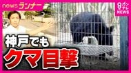え！神戸にクマ“初出没”　ツキノワグマの成獣か「よその県の話かと思ってた」と地元住民　『天橋立』でも新しいクマの目撃情報　一時通行止めに