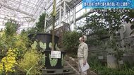 世界一背が高い花「ギガス」かと思い育てたら...“じゃない説”が浮上 開花目前 決め手は“花”