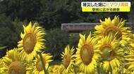被災した畑が…“映えスポット”に! 一面黄色のじゅうたん「ヒマワリ」見ごろ 【岡山】