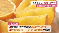 ゼリーのような食感で人気 愛媛代表の高級かんきつ「紅まどんな」 今年も出荷スタート【愛媛】
