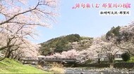 【桜だより】俳句たのしむ 那賀川のサクラ 静岡県・松崎町