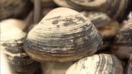 青森で旬のホッキ漁が中止　後発地震注意情報で安全確保のため　地元では再開を望む声も　青森県東方沖地震から1週間