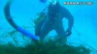 軽石と闘い続けた勝連漁協　苦労して育てた「早摘みもずく」を届けたい…ウミンチュたちの180日間【沖縄発】