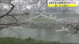 雪と青空と…さまざまな表情見せるサクラ 秋田