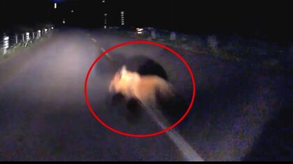 【ヒグマ速報】ドライブレコーダーに瞬間が―道路に飛び出したクマが乗用車と“衝突”そのまま山の中へ去るも車は破損―町内では家庭菜園荒らされる被害相次ぎ「ヒグマ注意報」で警戒＜北海道上ノ国町＞