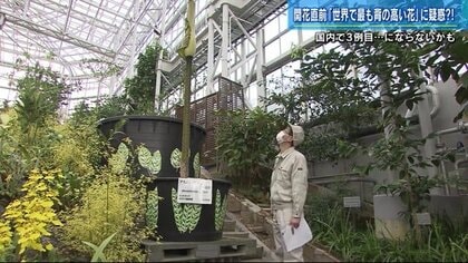 世界一背が高い花「ギガス」かと思い育てたら...“じゃない説”が浮上　開花目前 決め手は“花”