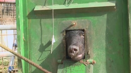 「クマが勝つか人間が勝つか」設置からわずか一夜…わなの中で暴れる“クマ”現場ではニワトリ被害も