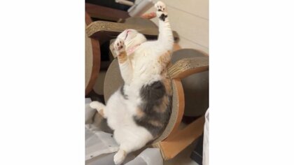 「ヲタ芸みたいに寝てる」芸術点高めな猫がすごい！このまま20分も爆睡…普段の寝姿も“変なカッコ”だった