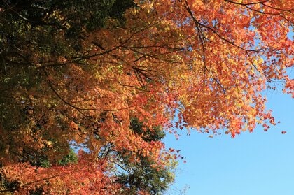 晩秋も防災対策を忘れずに…ハザードマップの確認やマイ・タイムラインの作成、風邪やインフルエンザなど感染症対策への備えもしておこう