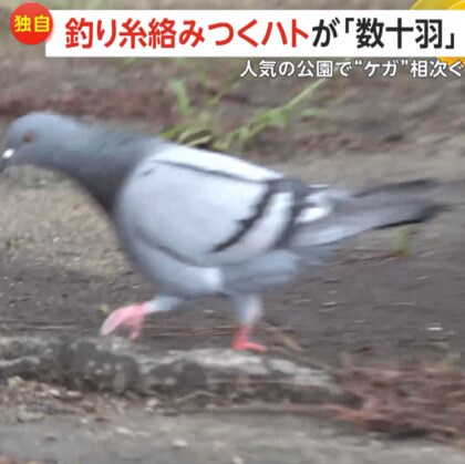 【独自】釣り糸からんだ“数十羽のハト”　けが相次ぐ…「見るのがつらい」　釣り人の放置糸が原因か　兵庫・明石市　