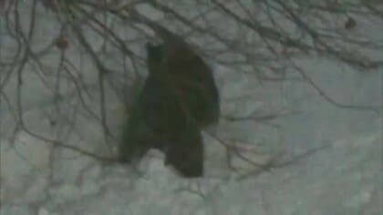 住宅の敷地で飼い犬が死んでいるのが見つかる　体にかまれた痕　近くに足跡　秋田・大館市