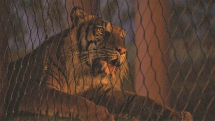 月に照らされるトラの格好良さにウットリ…昼間とは違う“夜の姿”　東山動植物園で11日から「ナイトZOO＆GARDEN」