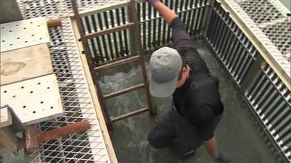 産卵のため遡上したサケを”一括採捕”三面川の伝統のサケ漁始まるも初日は水揚げゼロ… 海水温上昇で年々漁獲量減少　新潟・村上市