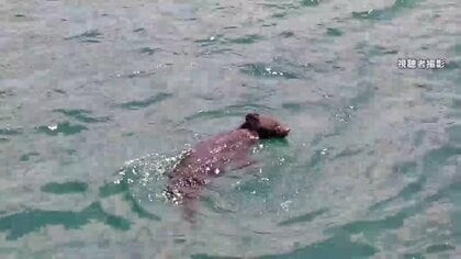 「クマが“犬かき”で海を泳ぐ」岩手・大船渡市で撮影、カメラに気づき目を向ける様子も　学校や住宅地への侵入など出没急増…「人里に慣れている可能性」専門家が語る“夏のクマ”の行動と背景