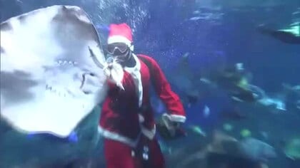 うみたまごでサンタクロース姿のダイバーが登場　魚たちにそれぞれの好みの餌をプレゼント　大分