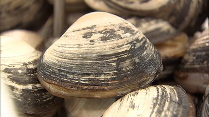 青森で旬のホッキ漁が中止　後発地震注意情報で安全確保のため　地元では再開を望む声も　青森県東方沖地震から1週間