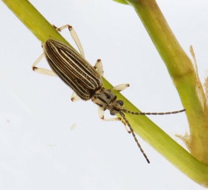 60年ぶり!?絶滅したはずの昆虫「キイロネクイハムシ」を琵琶湖で発見…そこには定年直前の同期研究者2人の絆があった