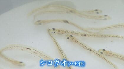 春の風物詩「シロウオ戻って」　休漁を受け“一石”　ボランティア100人が産卵場づり【福岡発】