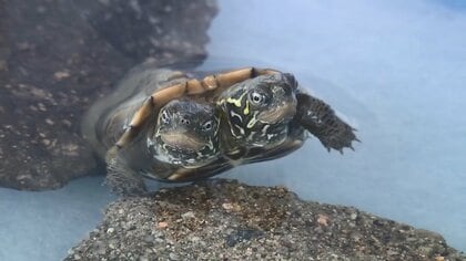 「右よりも左の方が食欲旺盛」頭が2つあるカメ　専門家「日本では聞いたことない」【佐賀発】