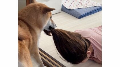 ヘアゴムが許せなかった？外そうと髪の毛をくわえる柴犬がワイルド…状況を聞いたら“優しさ”からの行動だった
