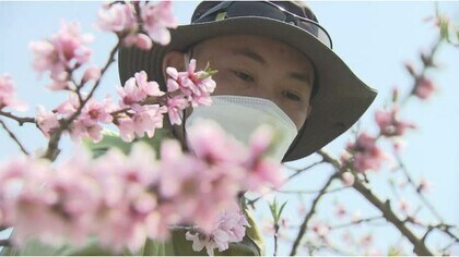 地域を元気に 桃の花の満開に合わせて 花まつり 桃農家