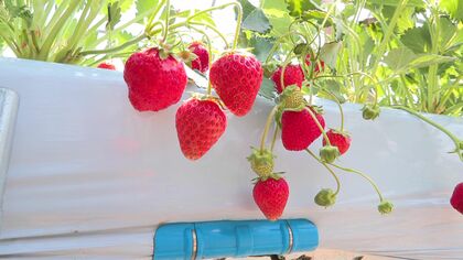 【果物狩りシーズン】イチゴ狩り食べ放題スタート！「食べれば食べるだけお得感」練乳で味変_6月からはサクランボを摘みながらジンギスカン？＜北海道・余市町＞