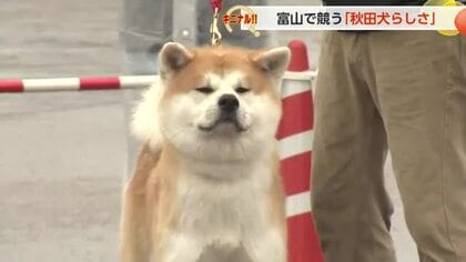 【動画あり】富山に36頭の秋田犬が集結！「秋田犬らしさ」を競う展覧会で地元犬「さくさく」が栄冠