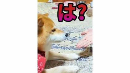 「お前がやるんや」格下認定の次男にお手する柴犬の態度がヤバい…普段の“兄貴ぶり”を飼い主に聞いてみた