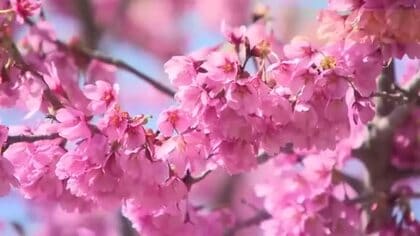 羽生結弦さんにちなんだ「ゆづ桜」が見頃　七北田公園でピンクと青のコントラスト〈仙台市〉