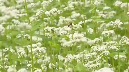 七ヶ宿町で一面に広がるソバの白い花が見頃　長雨の影響で収穫量は例年の半分まで減る可能性も〈宮城〉