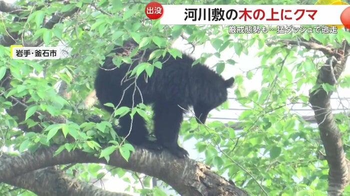 眠そうに起き上がるクマ