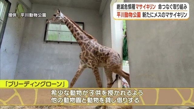 鹿児島へやってきたヒマリ