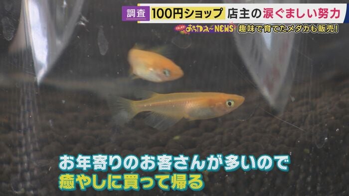 看板商品となったメダカ