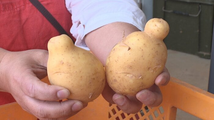 低価格の理由はこのカタチ