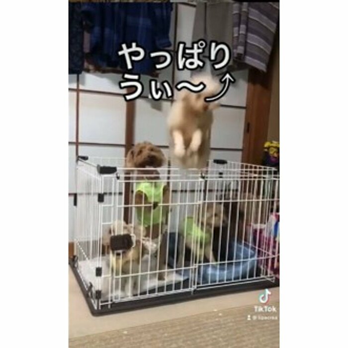 クレアちゃんだけ脱走(提供:tipacrea02140113さん)