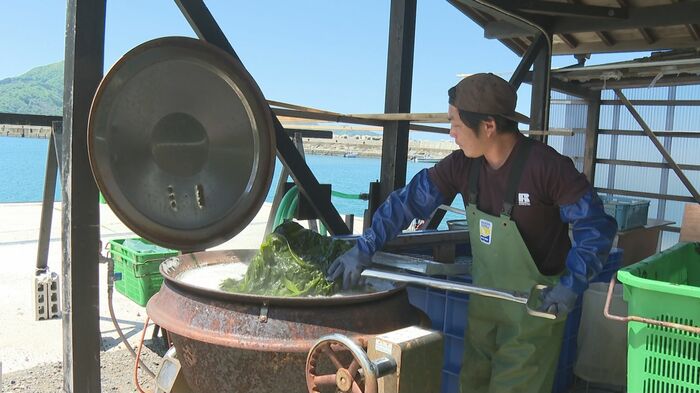 十六島ワカメの加工の様子