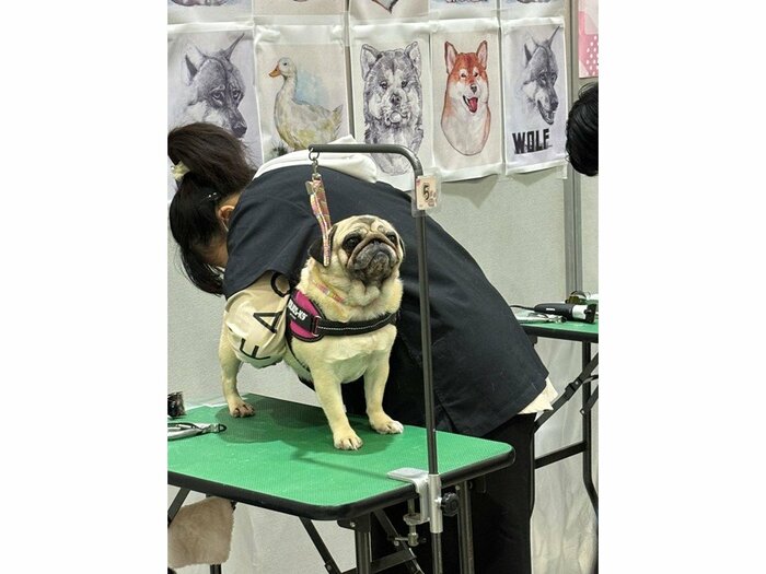 ふじのさん「耳が下がっていて不安そうでかわいそうかわいい」
