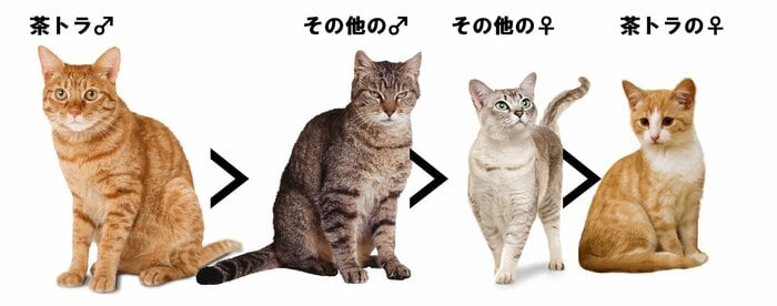 茶トラのオスは巨大だった!(筆者作成)