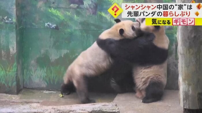 取っ組み合いをするパンダ2頭