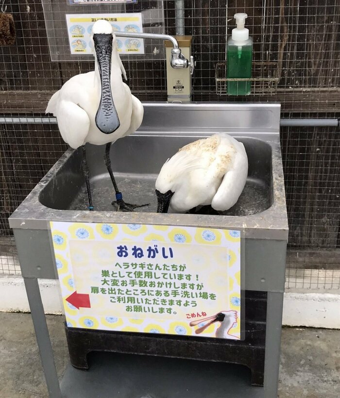 投稿された鳥の様子
