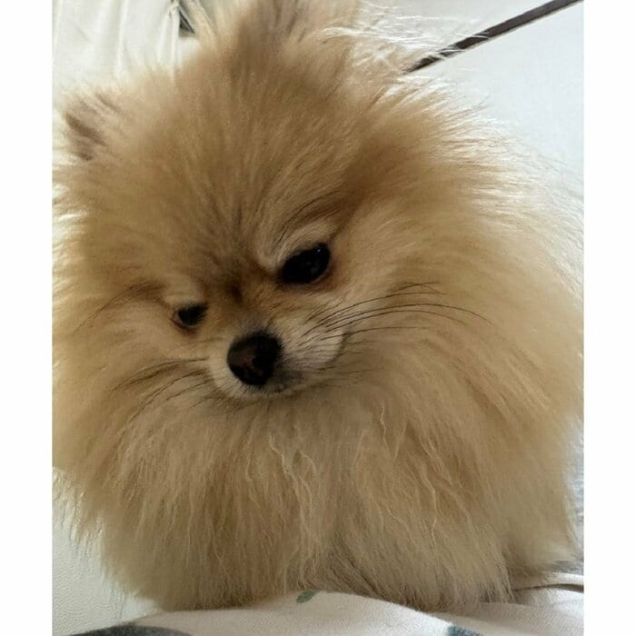 パパさんの出張中は少ししょんぼりしていたという