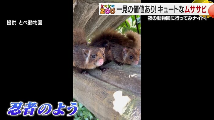 夜にしか見られないこの愛くるしい姿は必見