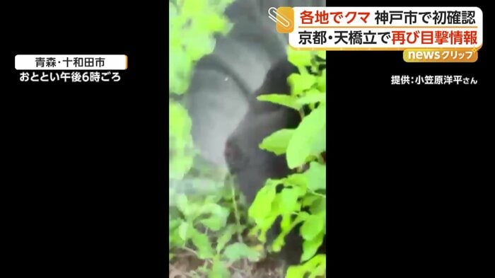 茂みに入っていくクマの後ろ姿