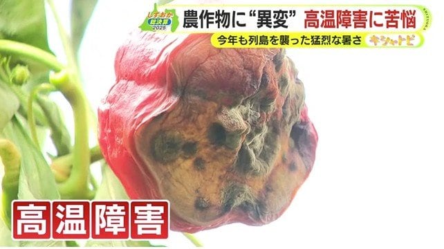 高温障害のトマト