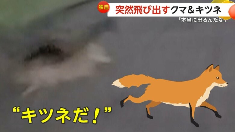 【独自】「本当に出るんだ」突然飛び出すクマ＆キツネ…群馬の山道で体長約1.5mのクマ　埼玉では真っ暗な道路にキツネ出没｜FNNプライムオンライン