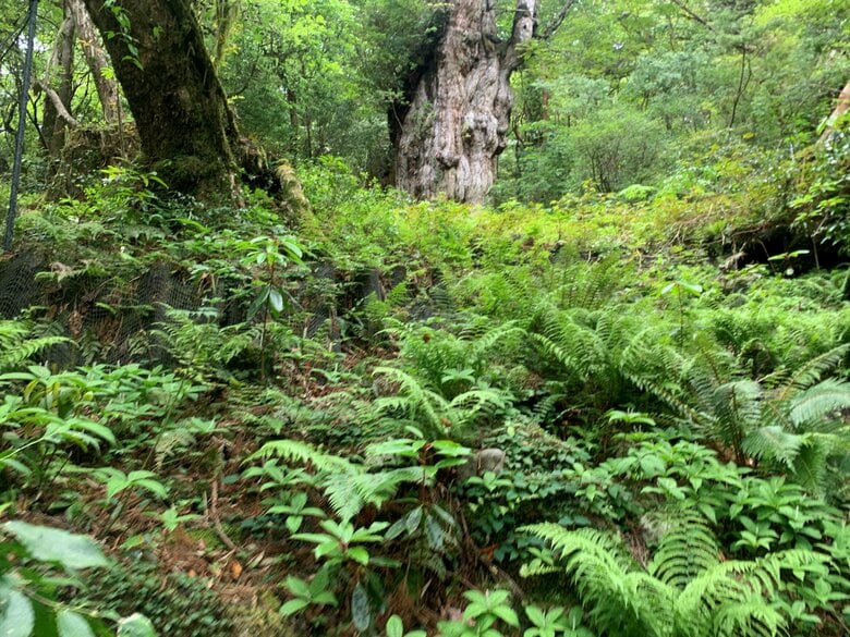 日本初の世界自然遺産「屋久島」の“成熟”したエコツーリズムとは？縄文杉へのルート・120人のガイドと見えた“次の一手”｜FNNプライムオンライン
