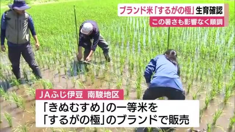 ブランド米「するがの極」生育確認　この暑さも影響なく順調｜FNNプライムオンライン