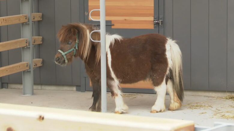 来年100周年　県内で“最古”の小諸市動物園　新しい仲間ポニーが加わり、春限定プレオープン｜FNNプライムオンライン
